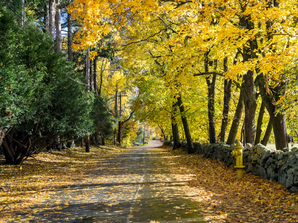 Fall foliage on a sunny day in Dedham, MA
